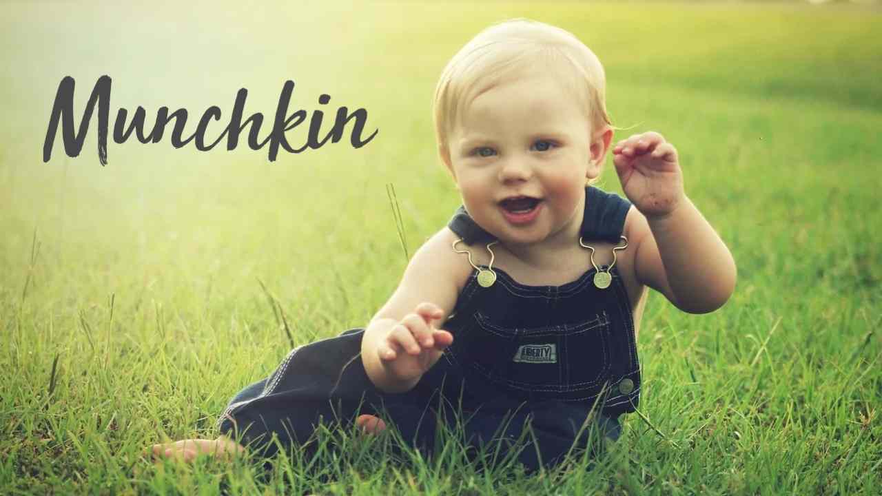 What is Munchkin Meaning in Marathi